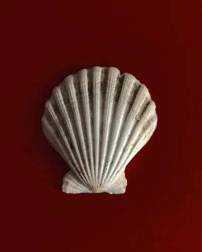 Coquillage blanc sur fond rouge